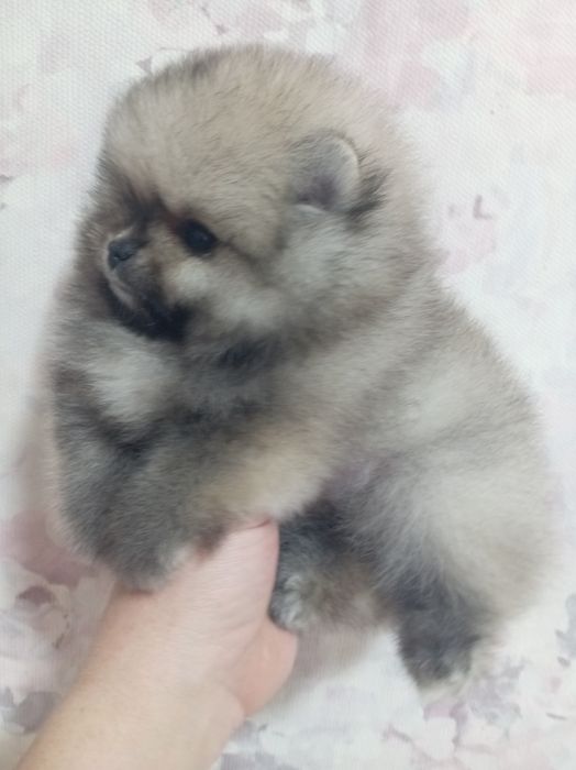 Продам щенков шпица