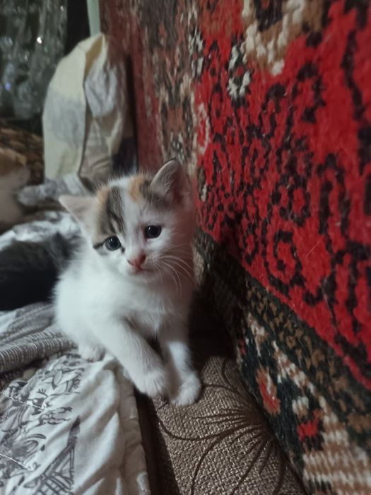 Отдам котят в добрые руки