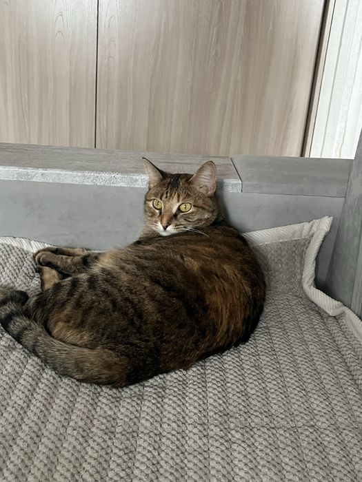 Отдам в хорошие руки кошку
