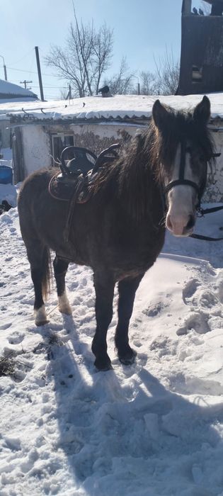 Продается Айгыр 4года