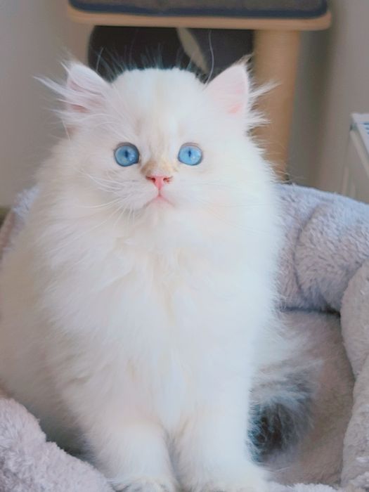 British longhair pedigree