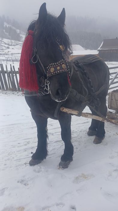 Armăsar de 3 ani de vânzare