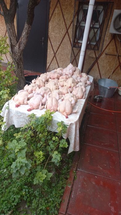 Продам мясо броллера