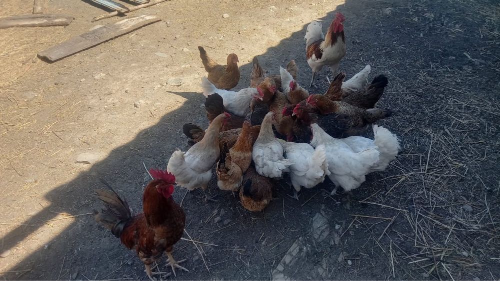 Продам домашних курей