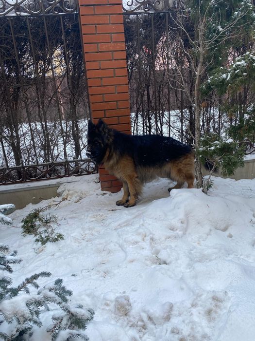 Кобель немецкой овчарки для вязки