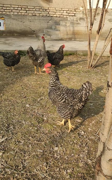 Пиламитрок Амрокс тухумларига заказ оламиз