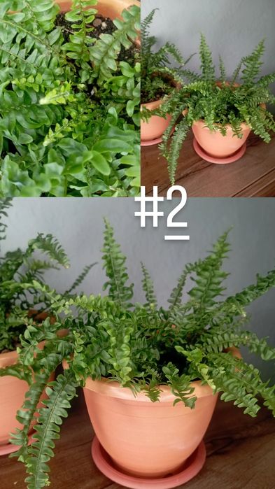 Папоротник "НЕФРОЛЕПИС"