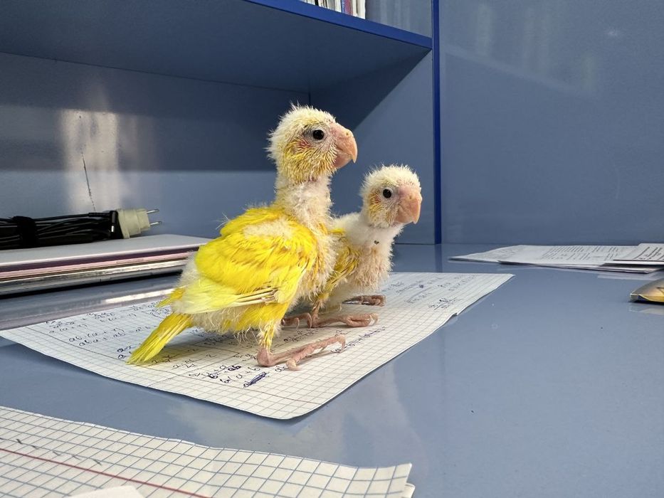 Ручной попугай какарик