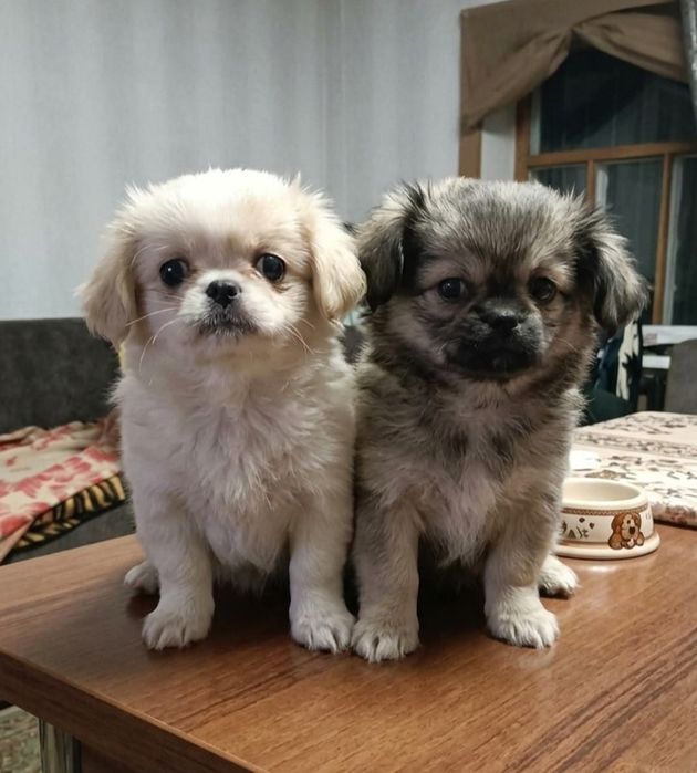 Длинношерстные чихуахуа щенки