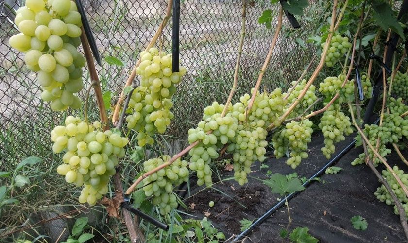 Продам дачный участок г.Костанай СО Текстильщик