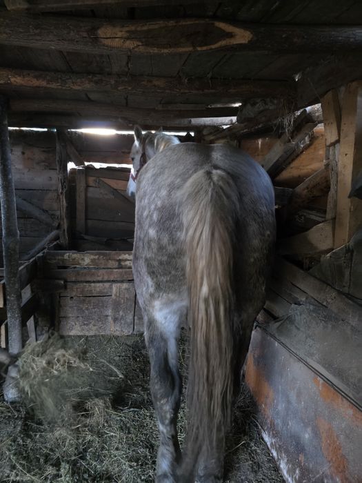 Vand cal castrat de 5 ani