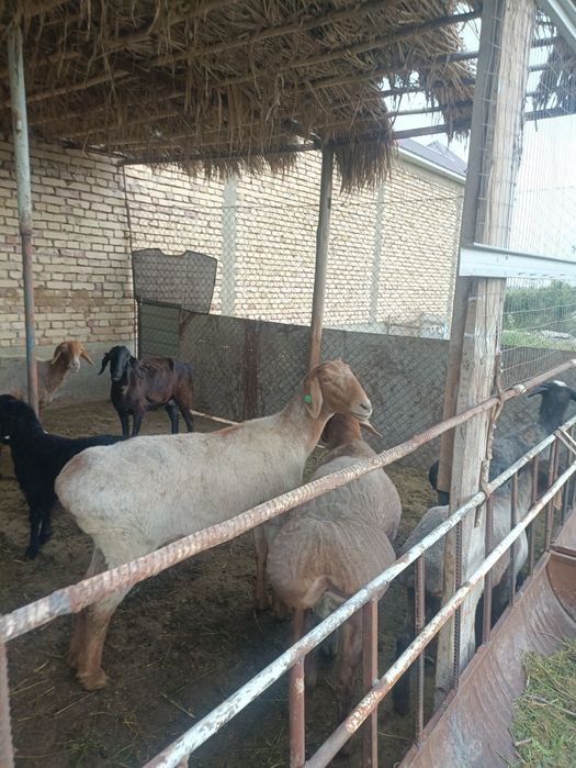 Хисорини тозаси сариги Гиганти сотилади