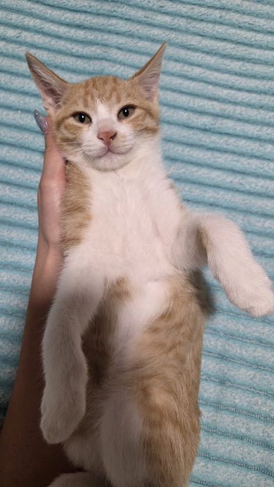 Срочно  котята в добрые руки
