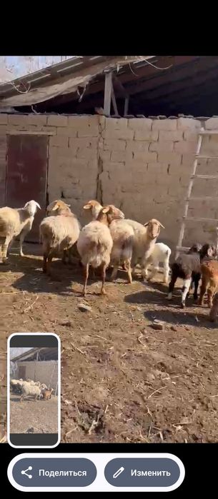 Продам баран с ягнятами
