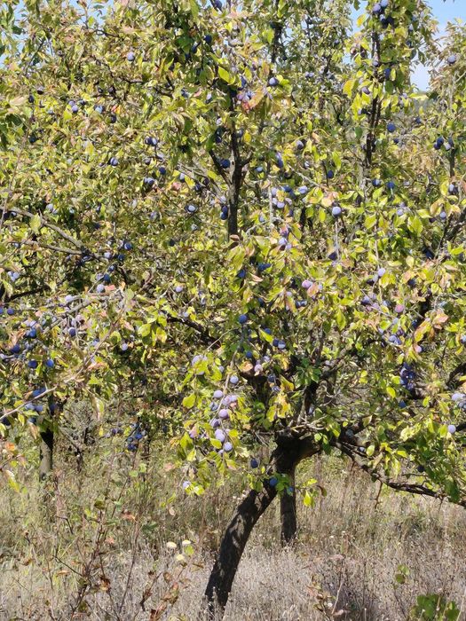 Prune Tuleu neculese