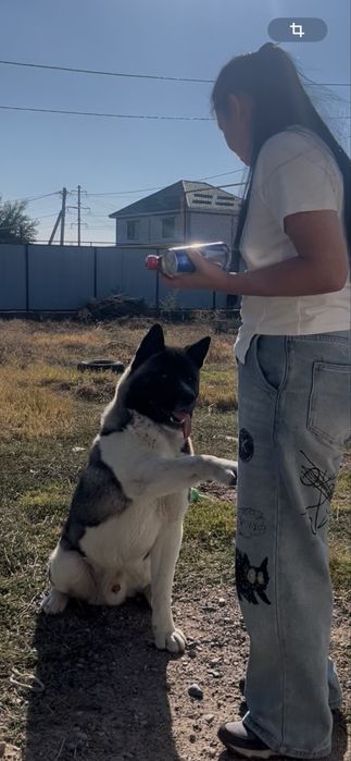 Вязка с Американской акитой