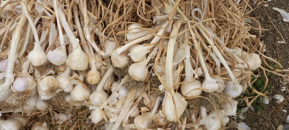 Usturoi  de primavara