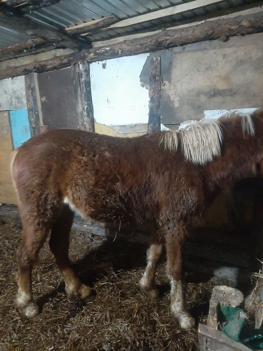 Продам баитал 2,5лет