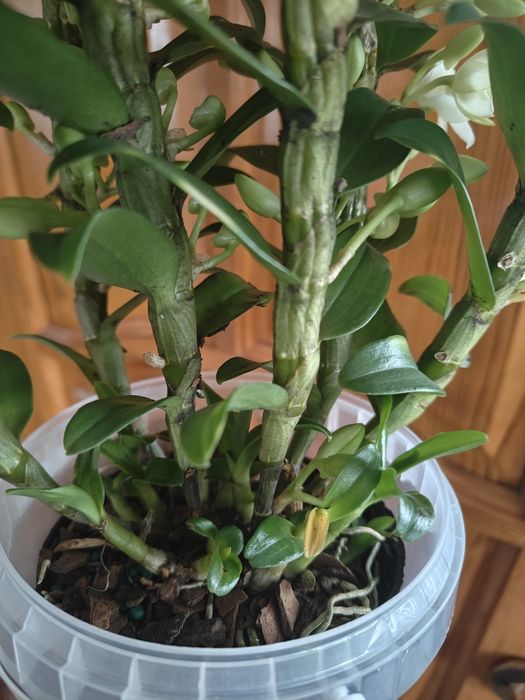 Орхидея дендробиум