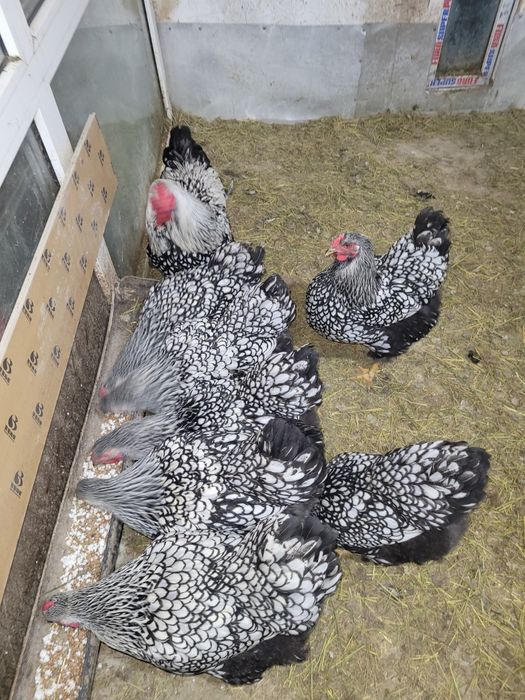 Инкубационное яйцо