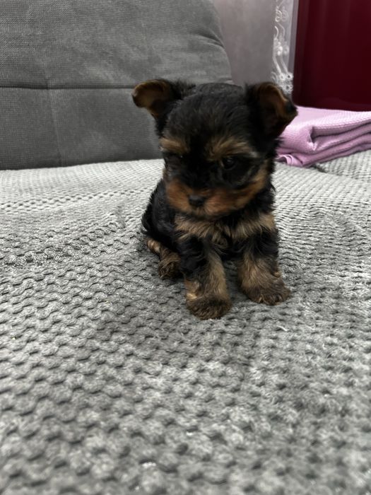 мини йоркширски териер