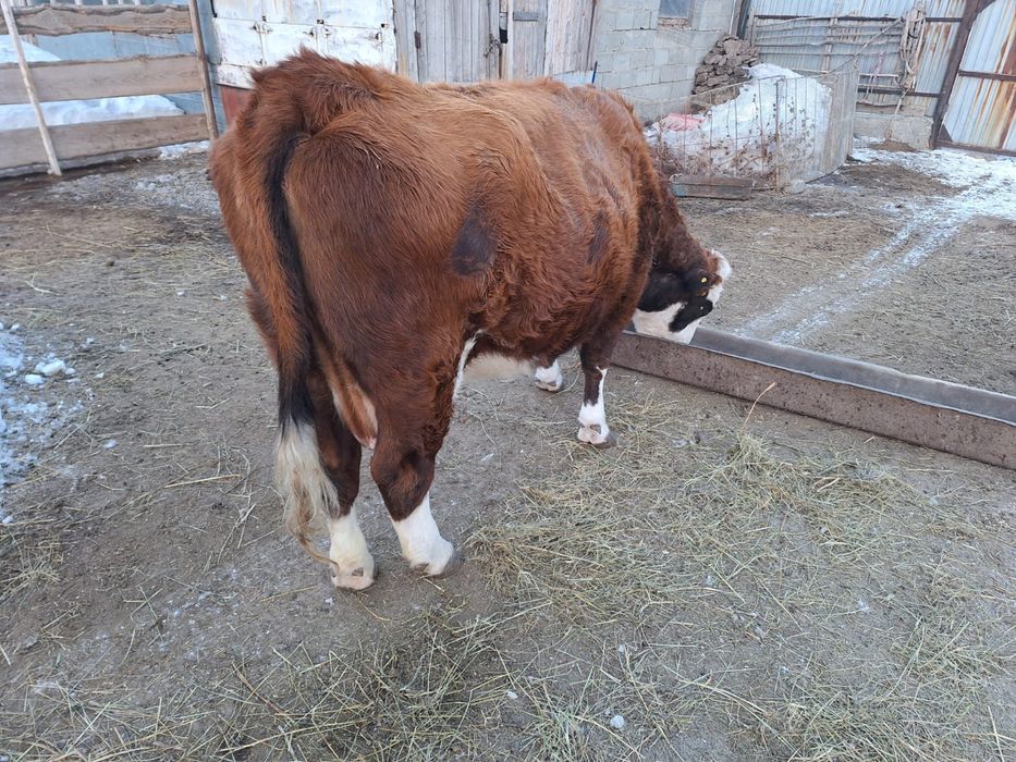 Коровы с телятами