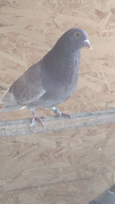 Porumbei  diferite rase.