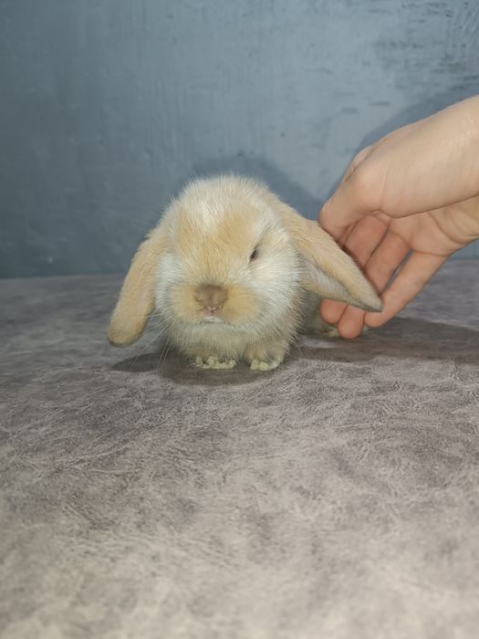 Продаются декоративные кролики(карлик)