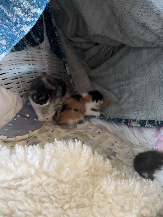 Котята вислоухие
