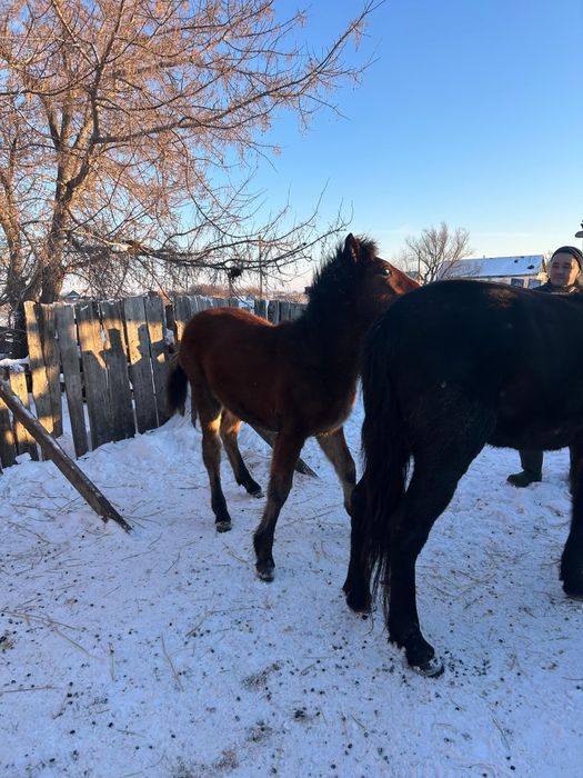 Продам  кабылу с жеребенком