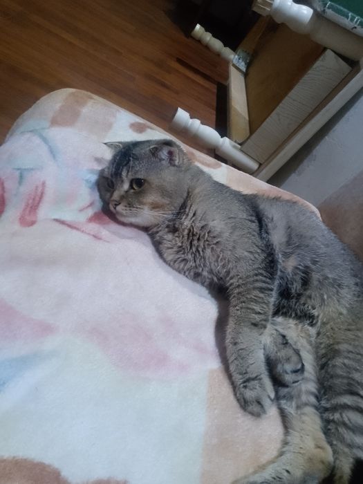 Shotlanskiy shinshila sotiladi