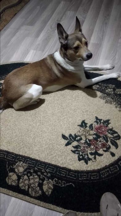 Собака в хорошие руки, даром