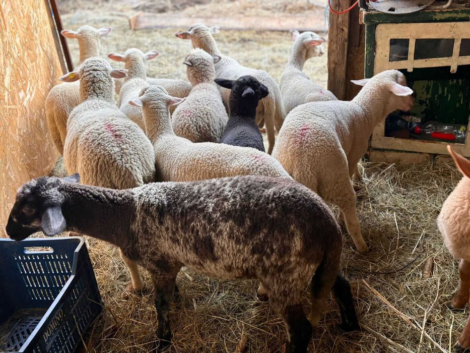 Vând miei rasa Lacaune