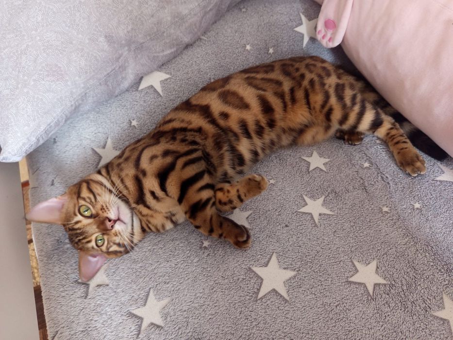 Продам красивого бенгальского кота !