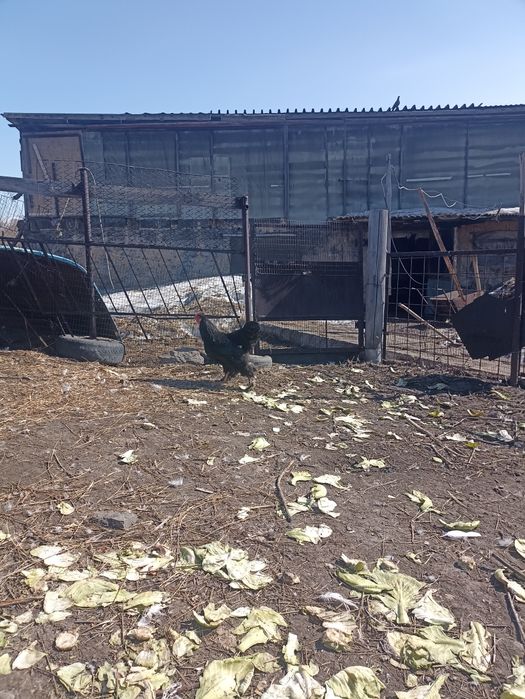 Продам петухов домашних