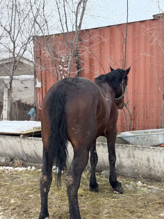 Ат,айғыр,лошадь,жылқы