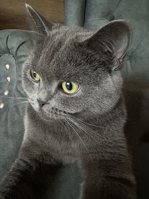 Британская Короткошерстная кошечка