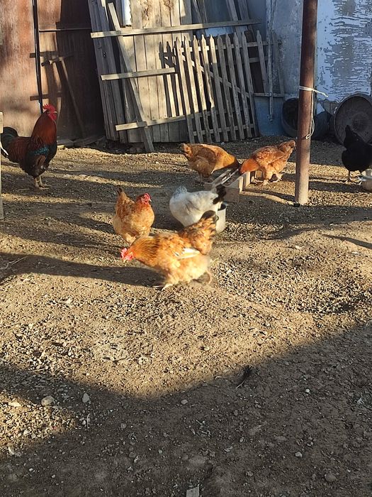 Инкубационные яйца домашних кур