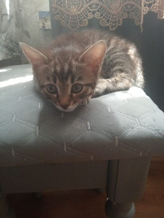 Продам котенка девочка