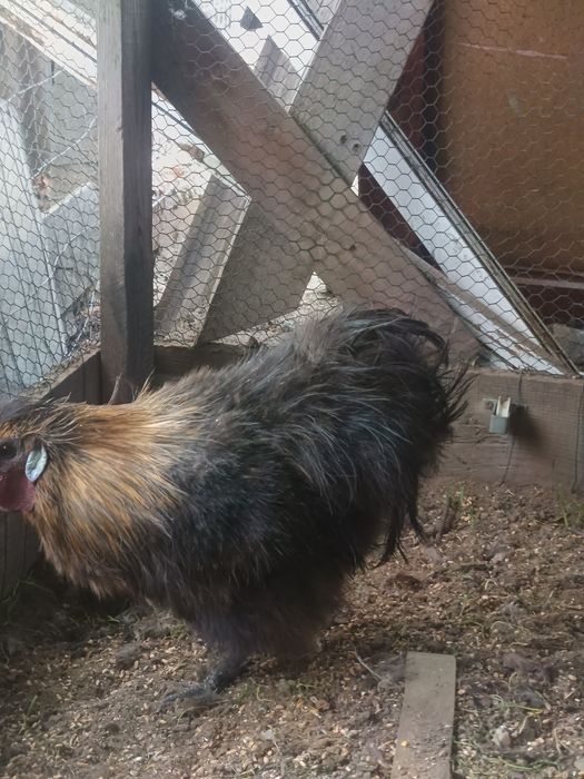 Cocos mătase japoneza negru arămiu