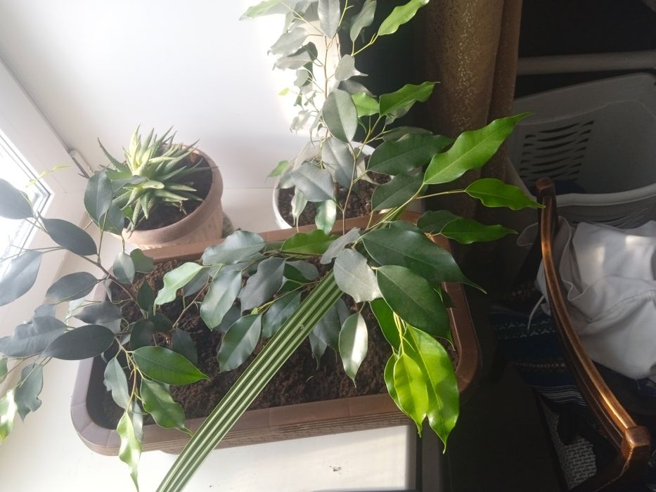 Фикус Бенджамина