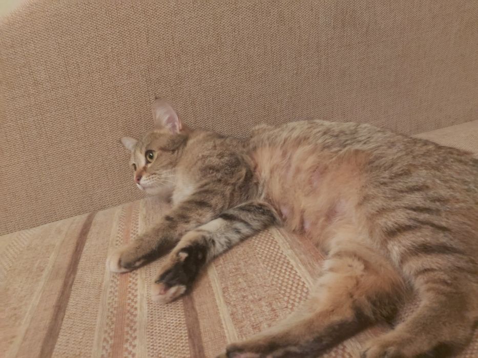 Отдам кошку с котятами