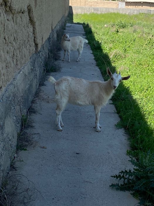 Занен голланд Лактар