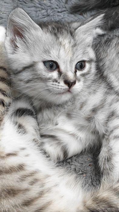 Отдам котят 1,5 месяца