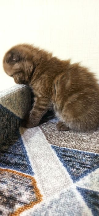 Добрые породистые котята