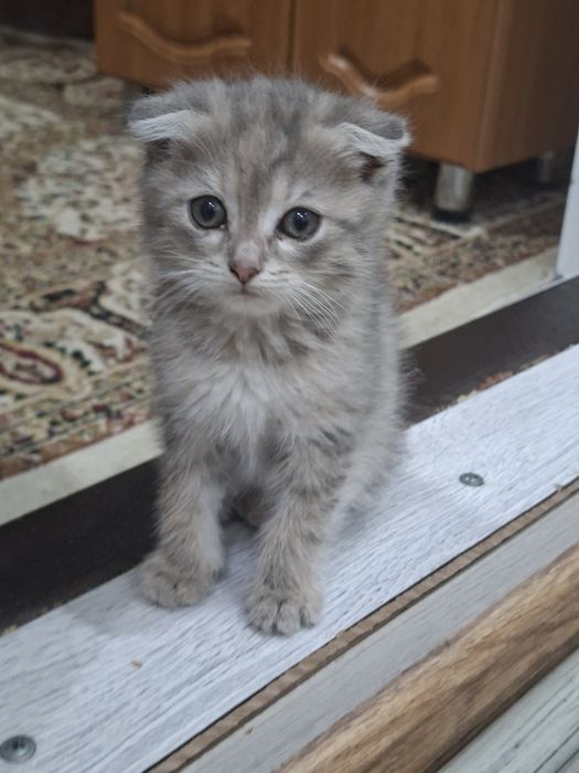 Продам кошка Выслоухая