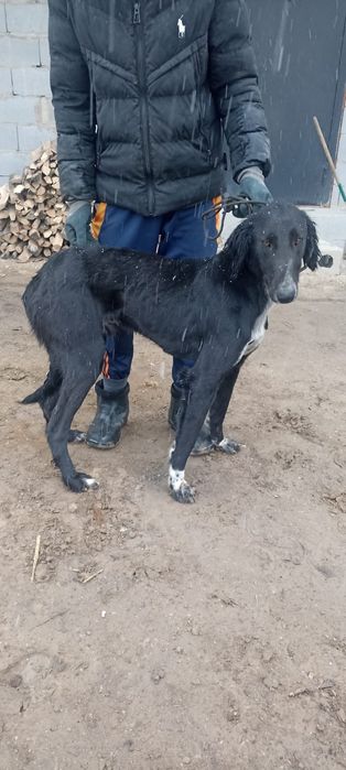 Ауыздаған тазы сатылады