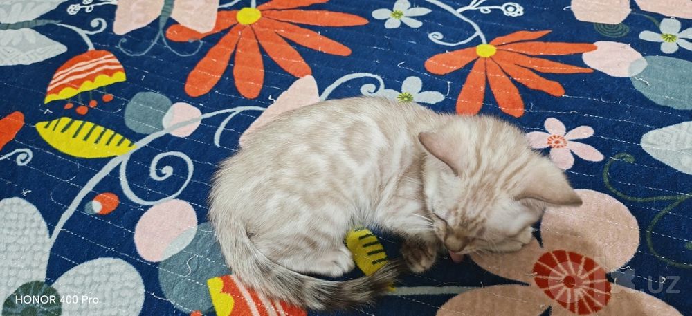 Бенгальские котята