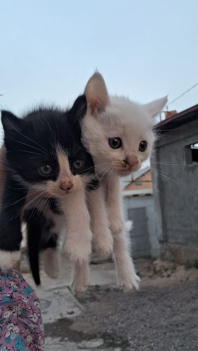 Кошки бесплатной
