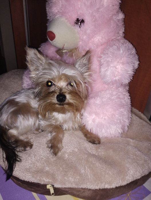 Yorkshire terrier fetița